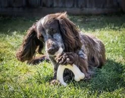 Nylabone Wishbone Kauwspeelgoed Met Kippensmaak Grootte M L 15 X B 12 X H 2, 5 Cm